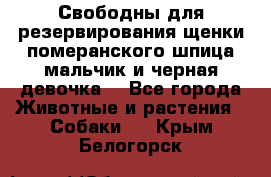 Свободны для резервирования щенки померанского шпица мальчик и черная девочка  - Все города Животные и растения » Собаки   . Крым,Белогорск